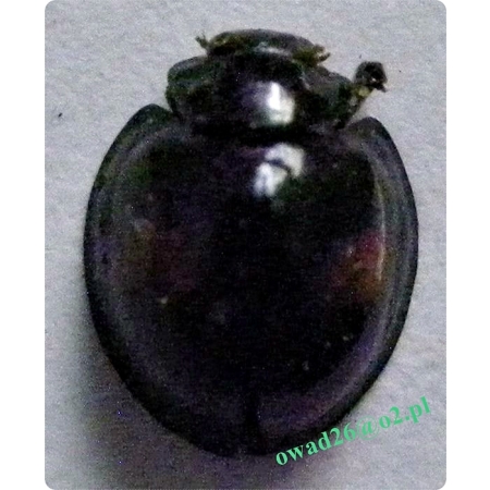 Chilocorus renipustulatus (Scriba, 1790) Okrajka okrągłoplama
